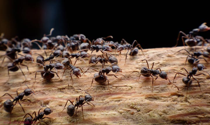 مورچه کش طبیعی