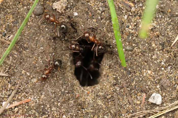 مورچه کش طبیعی-لانه را پیدا کنید